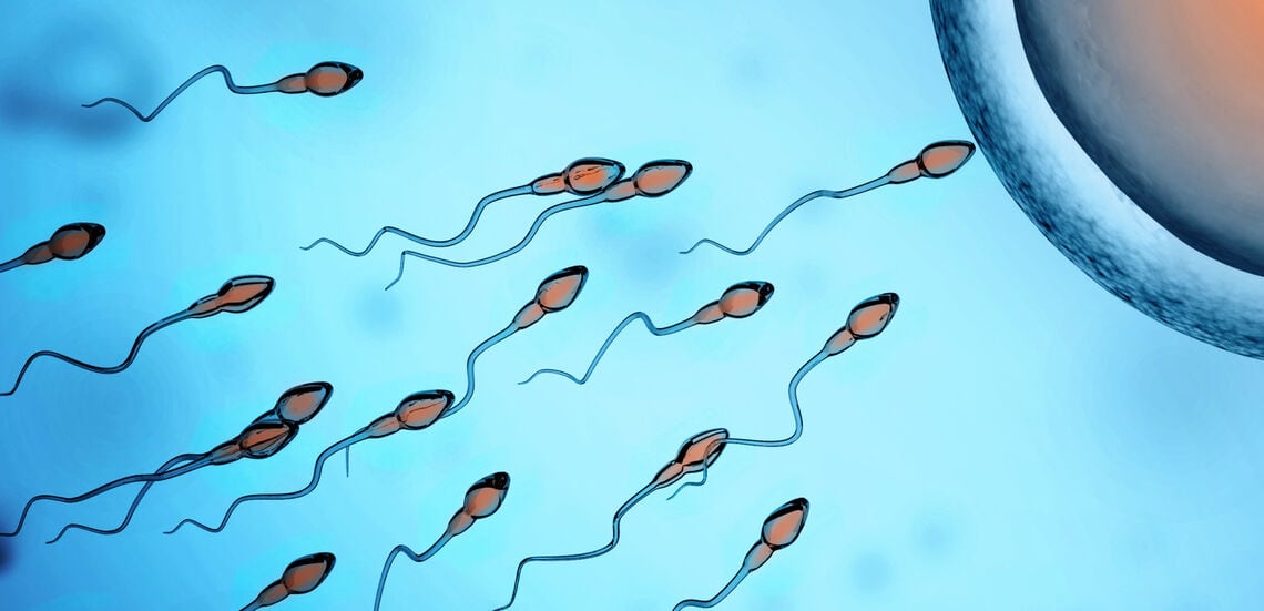 image-spermatazoa-approach-egg